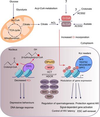 The Regulation and Function of Histone Crotonylation